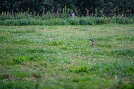 早上在田野上的兔子图片