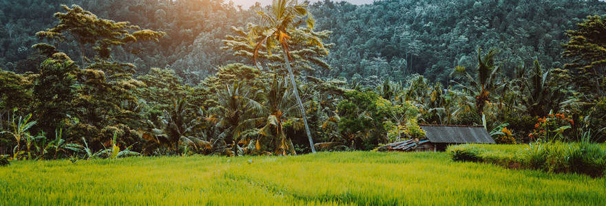 印度尼西亚巴厘岛,日出时绿色的水稻梯田和茂密的丛林雨林植被照片
