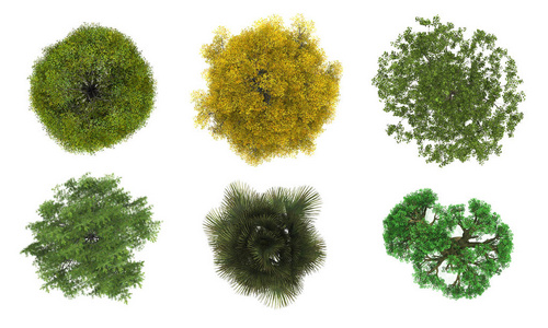 白底树冠平面布置图图片