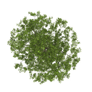 白底树冠平面布置图图片