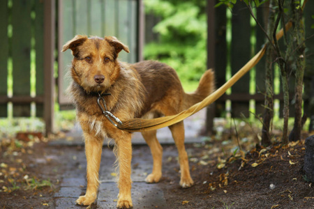 猎犬混合红鼻子狗皮带全身照片照片