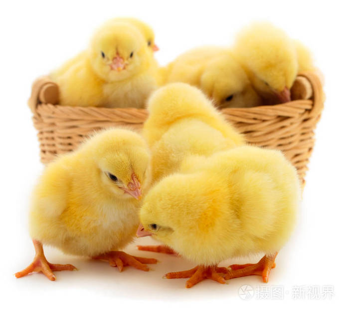 篮子里的小黄鸡