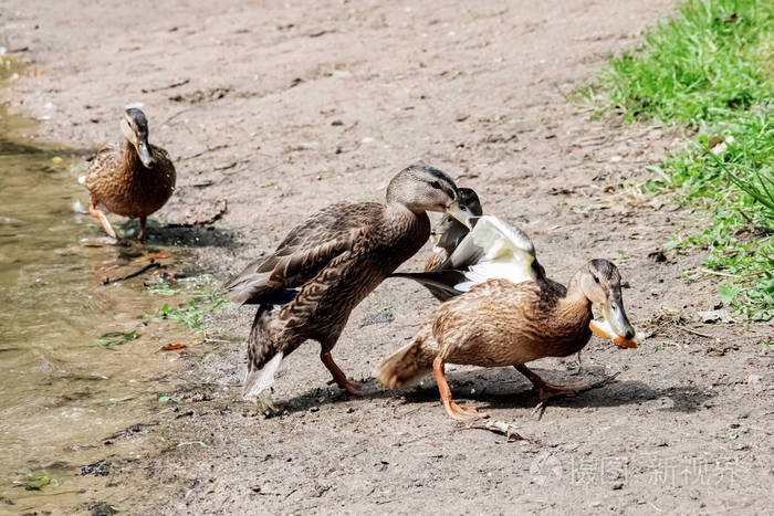 两只鸭子在河边打架