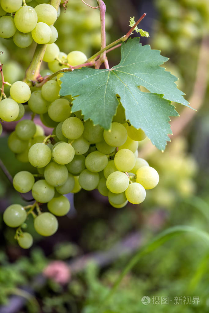 一串串成熟的葡萄酒葡萄的特写镜头