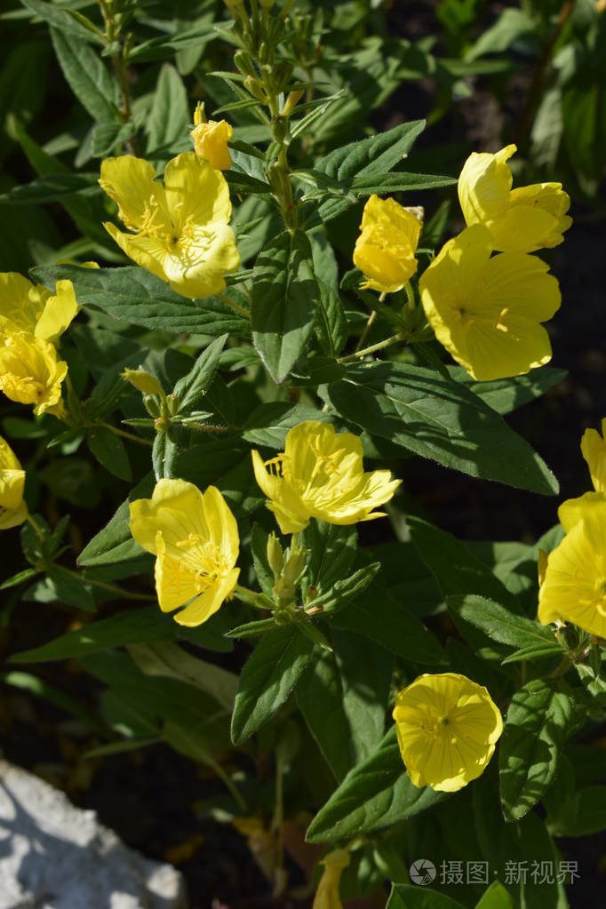 多年生草本植物的黄花特写
