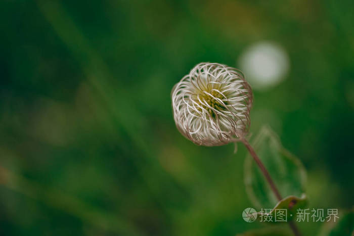 铁线莲开花后种子的外观铁线莲褪色