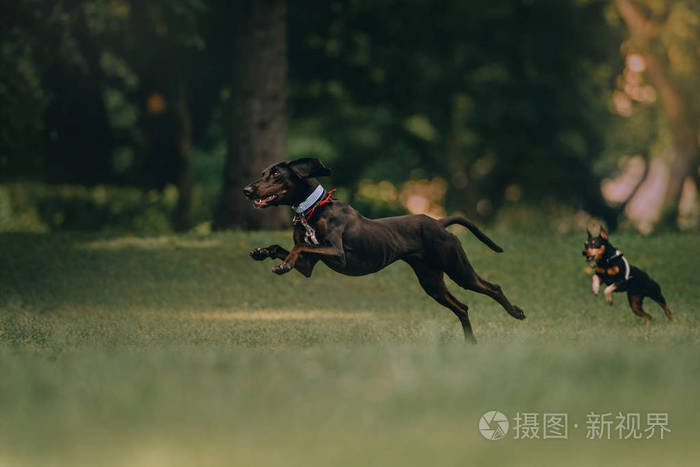 猎犬和迷你品舍尔跳跳散步的乐趣