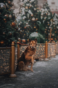 棕色的狗坐在圣诞城图片