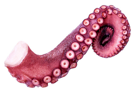 章鱼的触手离子白色背景.海洋插画