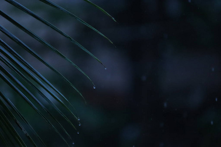 椰树叶子上的水滴图片