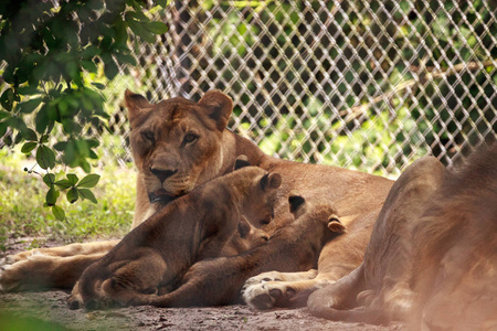 正在哺乳的非洲母狮子狮子狮子正在喂它的幼崽照片