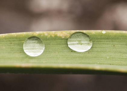 两滴水在水面上的碰撞黄色和绿色的丙烯酸液滴在液体中的运动.