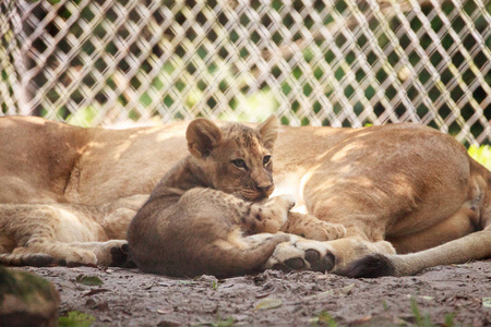 非洲狮幼崽豹狮子座哺乳图片