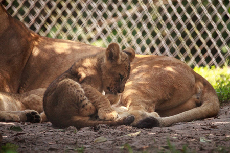 非洲狮幼崽豹狮子座哺乳图片