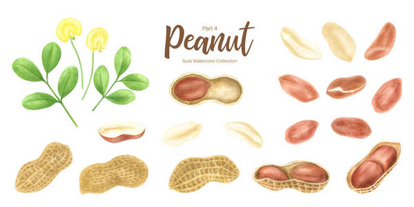 格柏和绣球花花生.