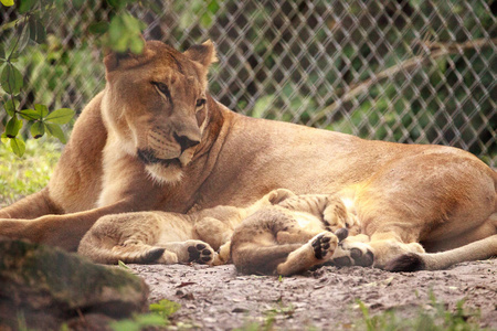 正在哺乳的非洲母狮子狮子狮子正在喂它的幼崽太阳下