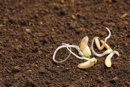 小苗发芽在肥沃的土壤上有根的小苗.文本空间照片