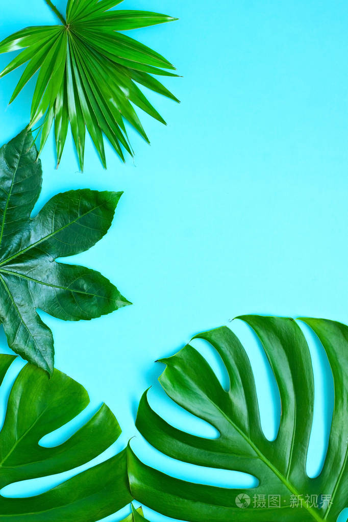 绿色热带树叶,俯视照片-正版商用图片2mj3g8-摄图新视界