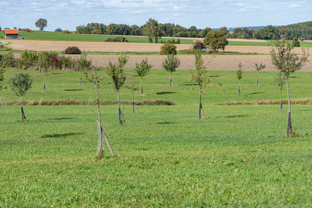 德国巴伐利亚州蓝天前的果园草地照片