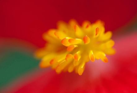 超长细节雌蕊花秋海棠图片