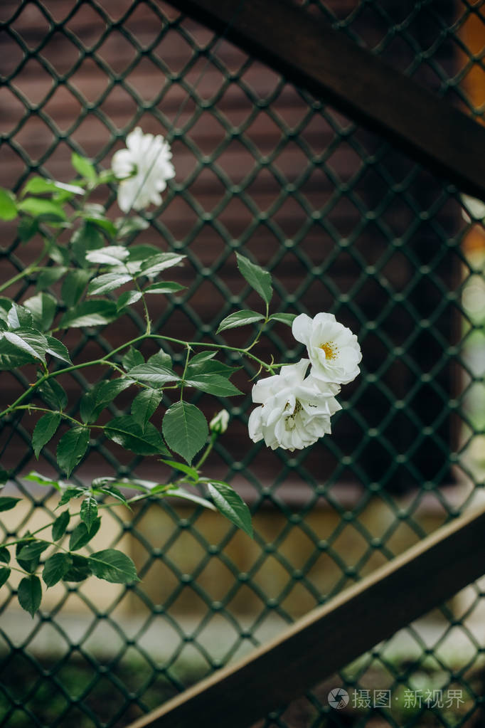 篱笆后的白玫瑰花丛