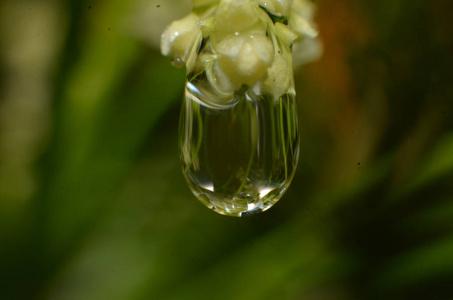 剩下的雨滴粘在花朵上图片