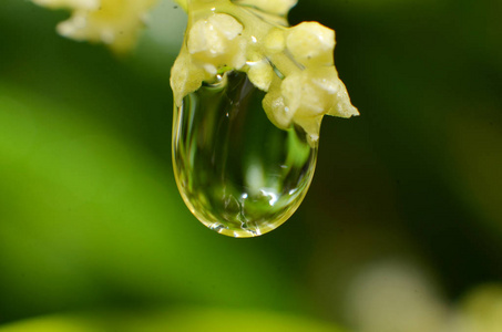 剩下的雨滴粘在花朵上照片