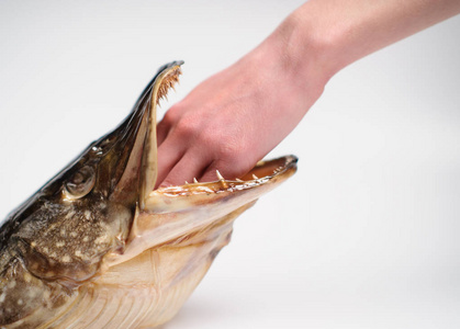 鱼标本灰色背景上的鱼鳞鱼头标本照片