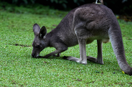 澳大利亚灰袋鼠腹部有口袋图片