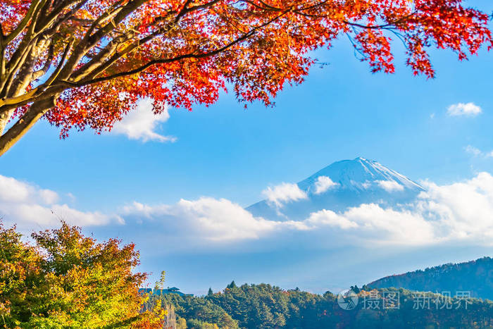 富士山风景秀丽,周围有枫叶树照片-正版商用图片2mkf66-摄图新视界