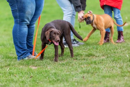 小狗学校的一个女人和一只年轻的拉布拉多狗在一起照片