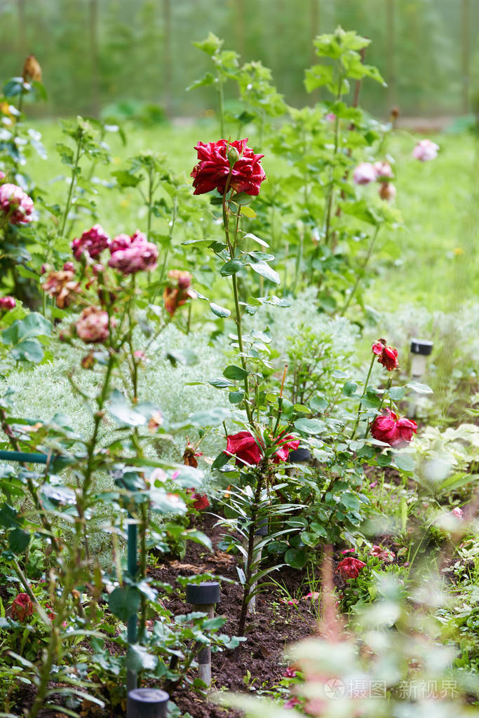 夏季花园花坛上生长的红玫瑰