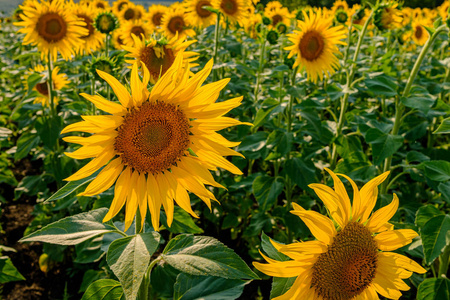 温暖,阳光明媚的夏天的欢快象征.照片