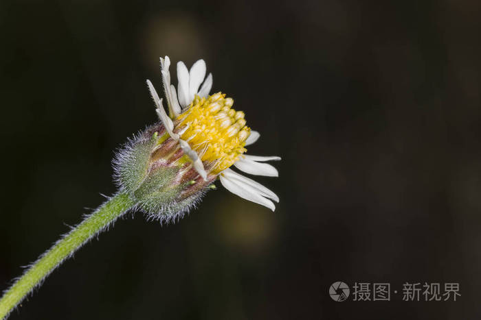 变模糊 花的 健康 季节 阳光 夏天 美丽的 植物 春天