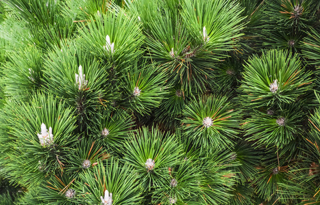 松树的叶子图片