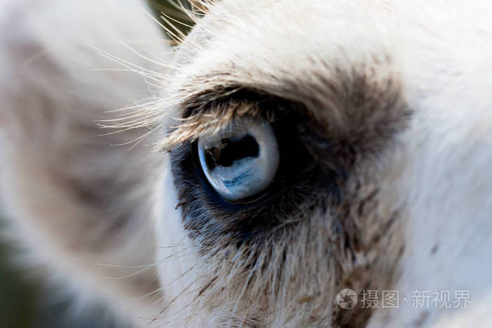 骆驼眼近距离拍摄在绿色的自然背景上浅棕色的动物大眼睛它们是哺乳