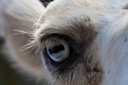浅棕色的动物,大眼睛.它们是哺乳动物和食草动物.动物与自然.照片