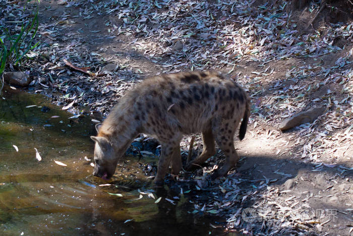 鬣狗躺着在山上的沙子里休息旁边是岩石背景是自然的动物周围有植物