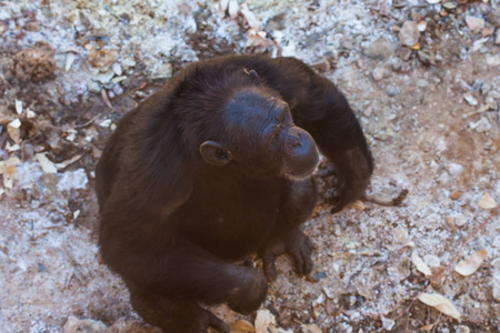 类人猿亚目图片 类人猿亚目素材 类人猿亚目插画 摄图新视界