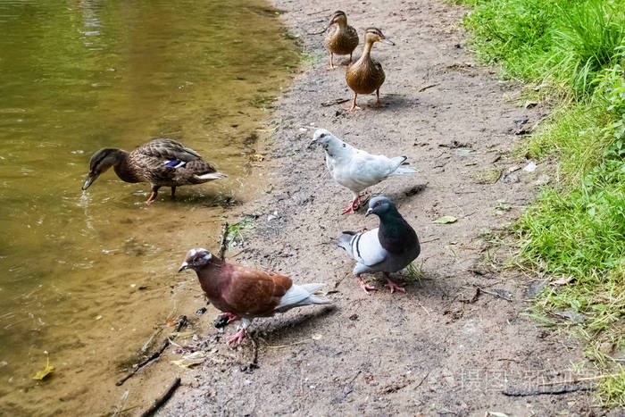 河边沙滩上的红鸽和鸭子