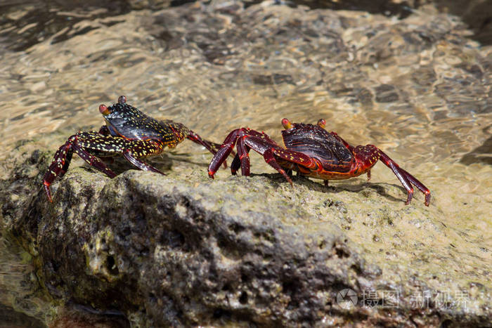 加拉帕戈斯岛的海滩边上，两只螃蟹在岩石上行走