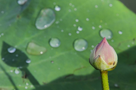 荷花苞荷花苞,背景为淡绿色的莲花照片