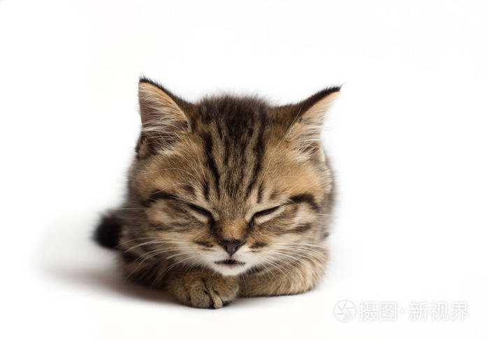 小猫闭上眼睛睡觉孤立的