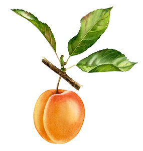 写实植物水彩插图杏树树枝与整个果实和叶子.