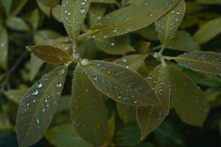 树叶上水滴的特写镜头图片