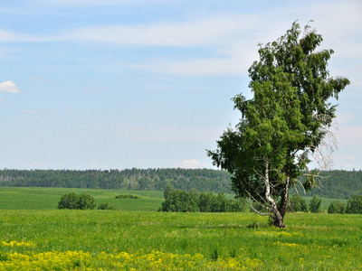 绿色的草地和孤独的树.照片