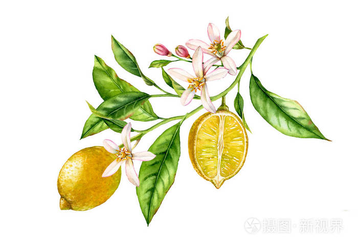 柠檬果树枝,有花叶.