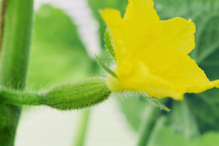 小黄花黄瓜图片