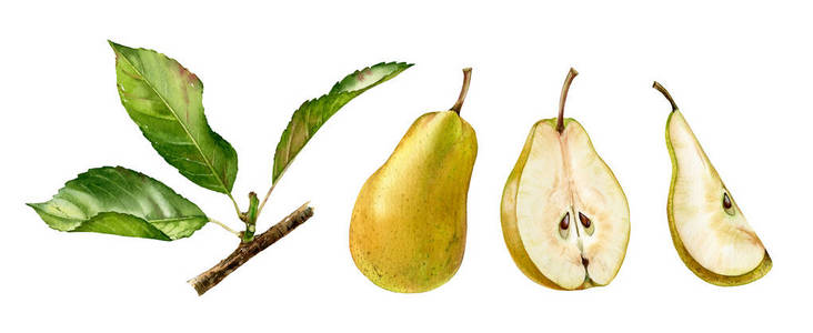 黄梨果半片切割现实植物水彩插图与树枝叶.