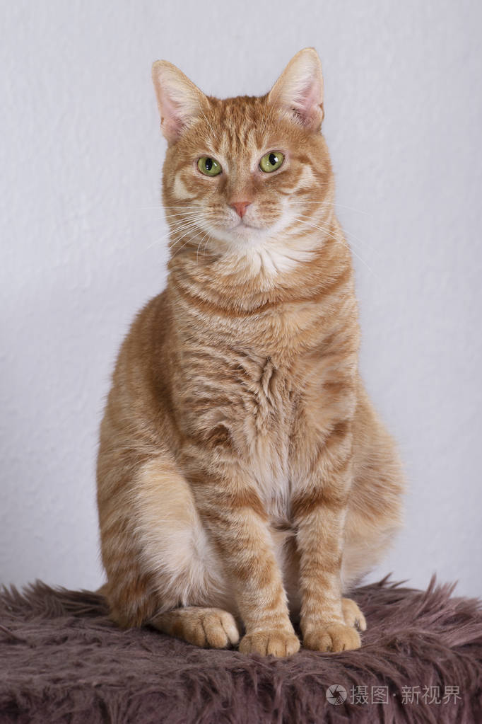 家养的红猫坐着纵向关闭